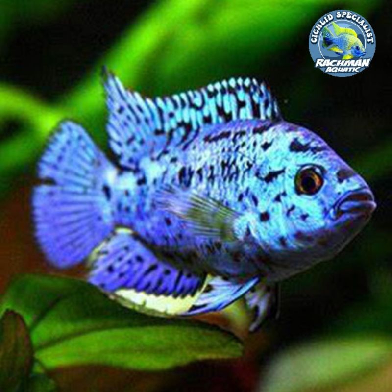 CICHLID EBJD ( Electric Blue Jack Dempsey ) Ikan Hias EBJD