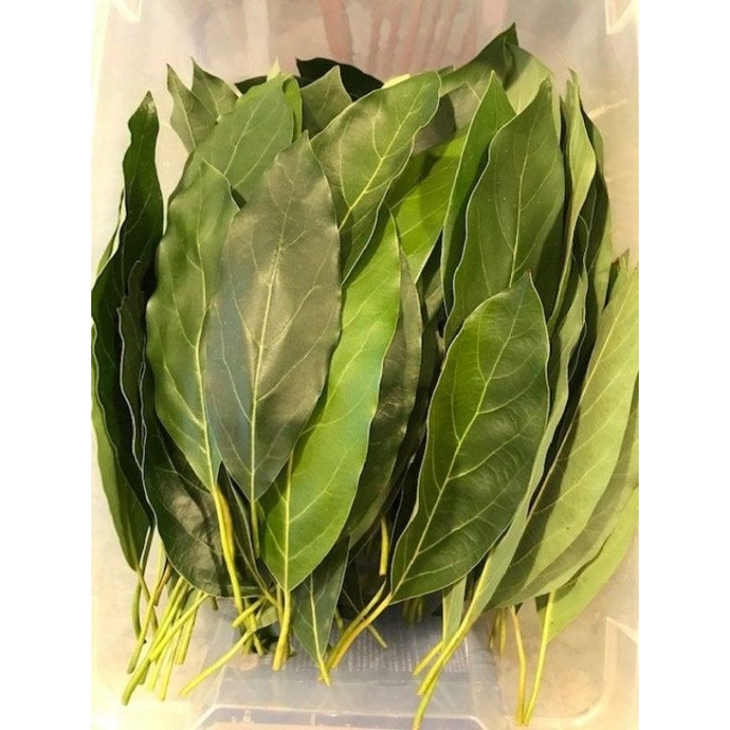 

DAUN ALPUKAT MURAH FRES ISI 50 LEMBAR