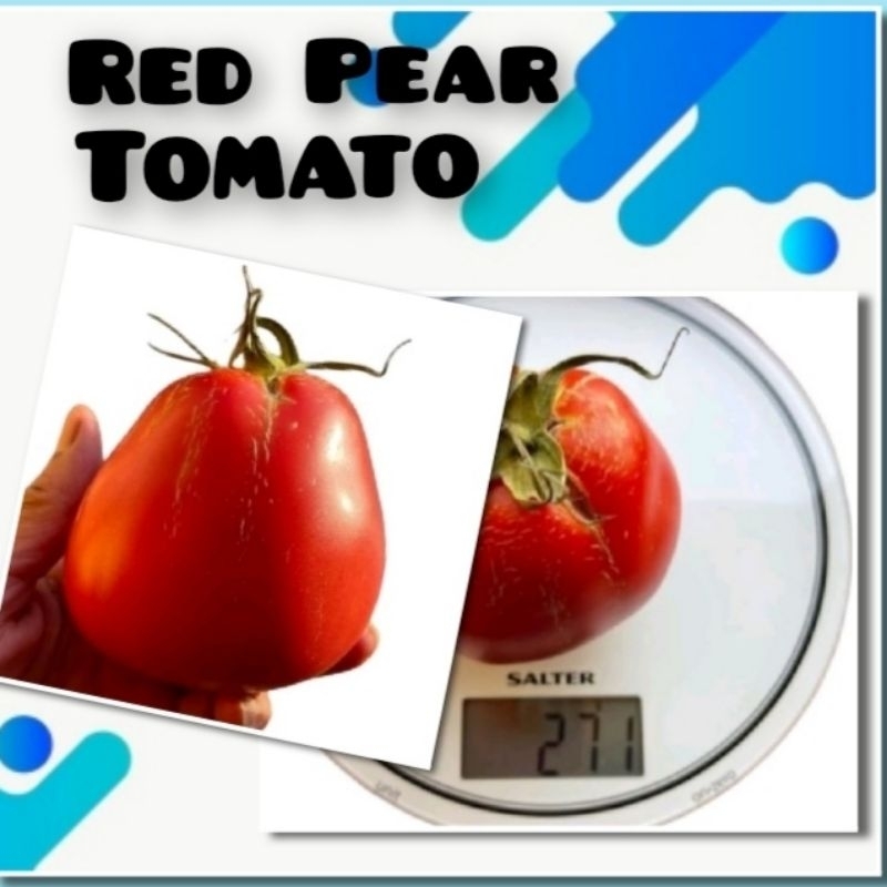 2 Benih Tomat Jumbo Red Pear Tomat Bibit Tanaman Buah F1 Hidrida