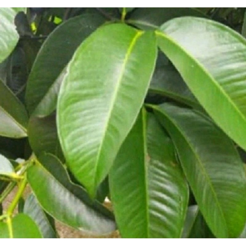 

Daun manggis segar per 250 gram obat herbal