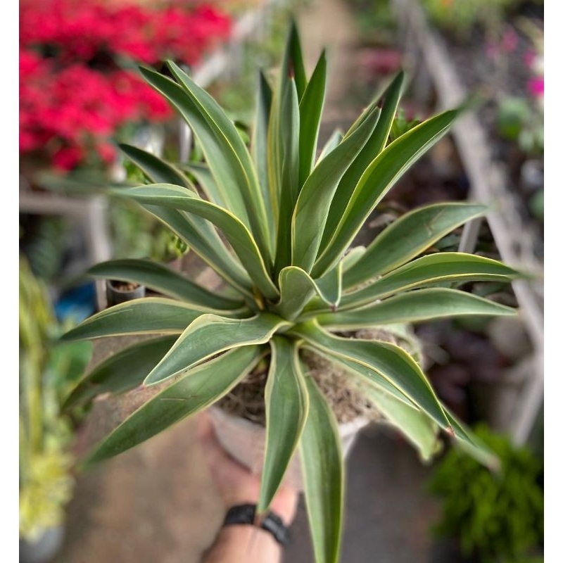 Tanaman Hias Agave Strip Kuning / Agave Common