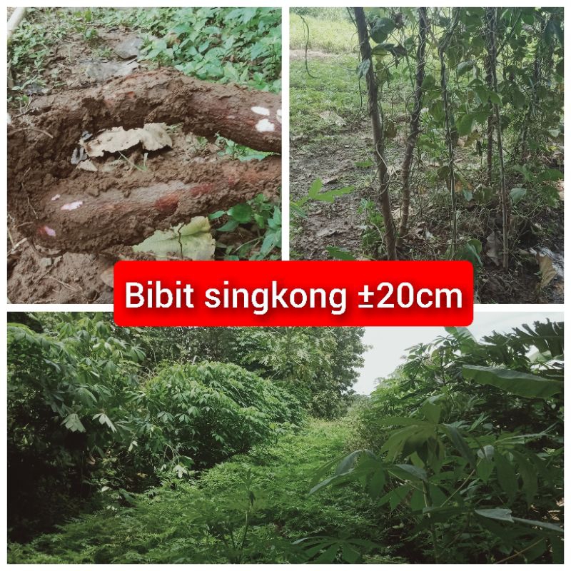 

bibit singkong