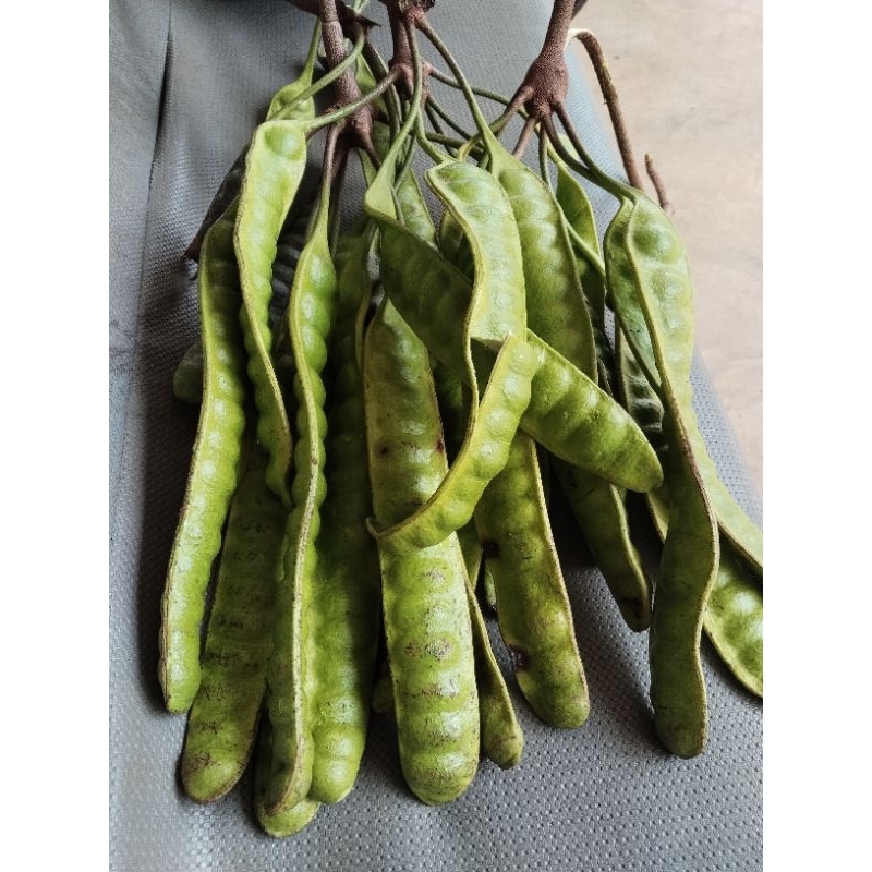 

pete kebun tua dari pohon