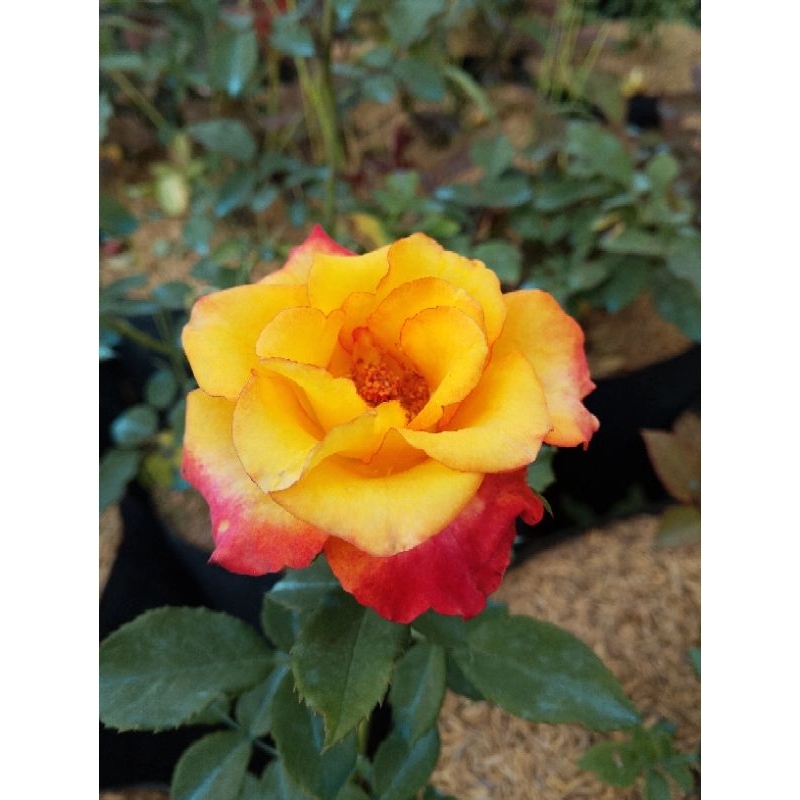 indukan bunga mawar Rosa peace tanaman hidup