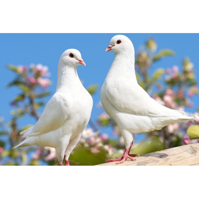 burung merpati putih betina