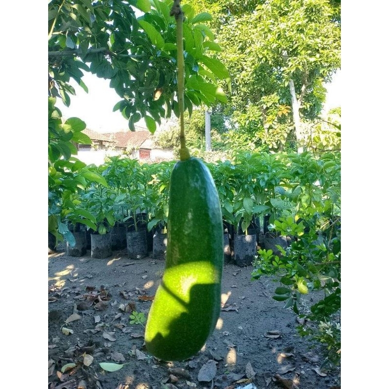 Bibit Alpukat Kelud Tinggi 1 Meter Hasil Sambung Pucuk