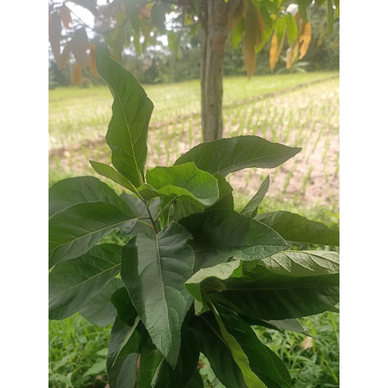 

daun Afrika segar 100gram