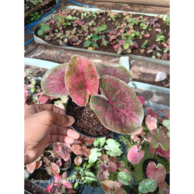 Tanaman Hias Keladi/Bunga Hias Hidup/Tanam Outdoor