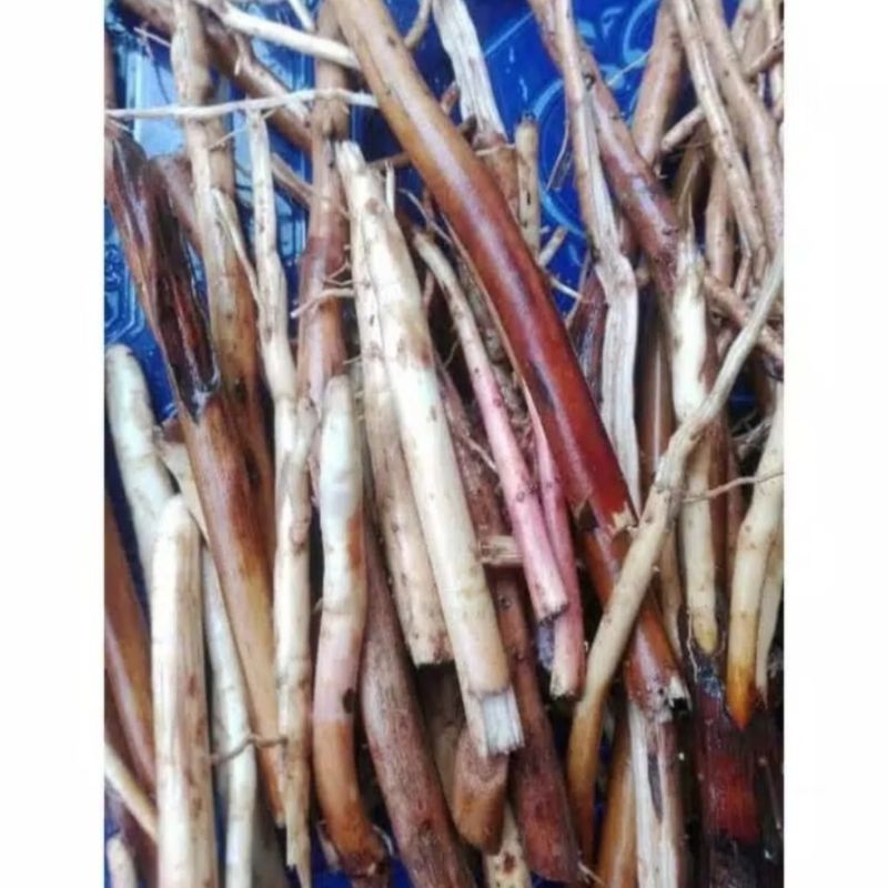 

AKAR PINANG MUDA 1KG OBAT HERBAL
