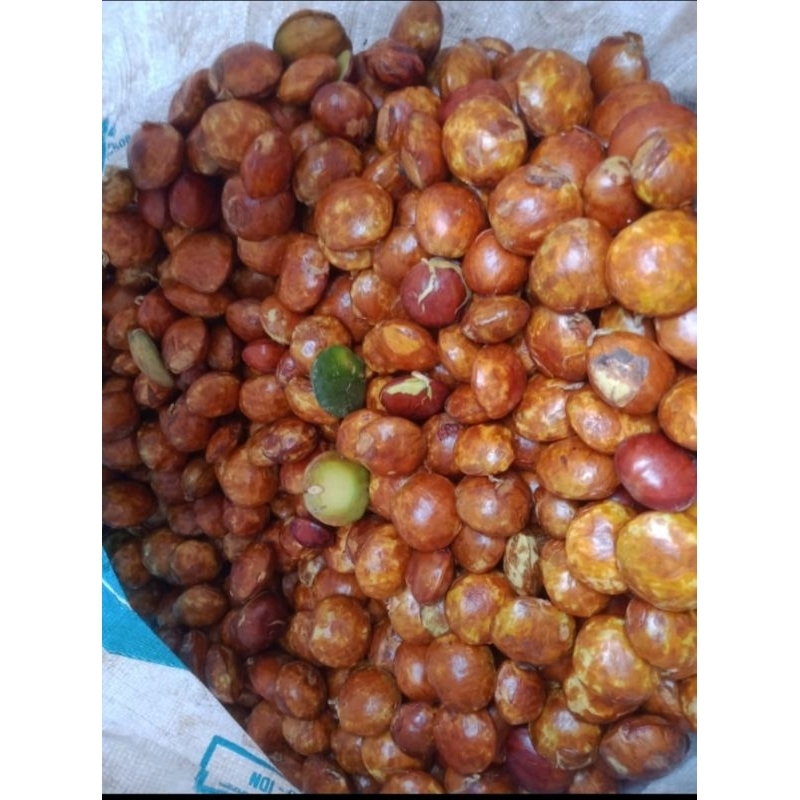 

jengkol tua super