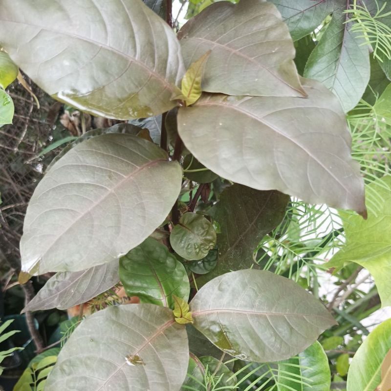 

Daun Wungu Handeuleum 20 Lembar.