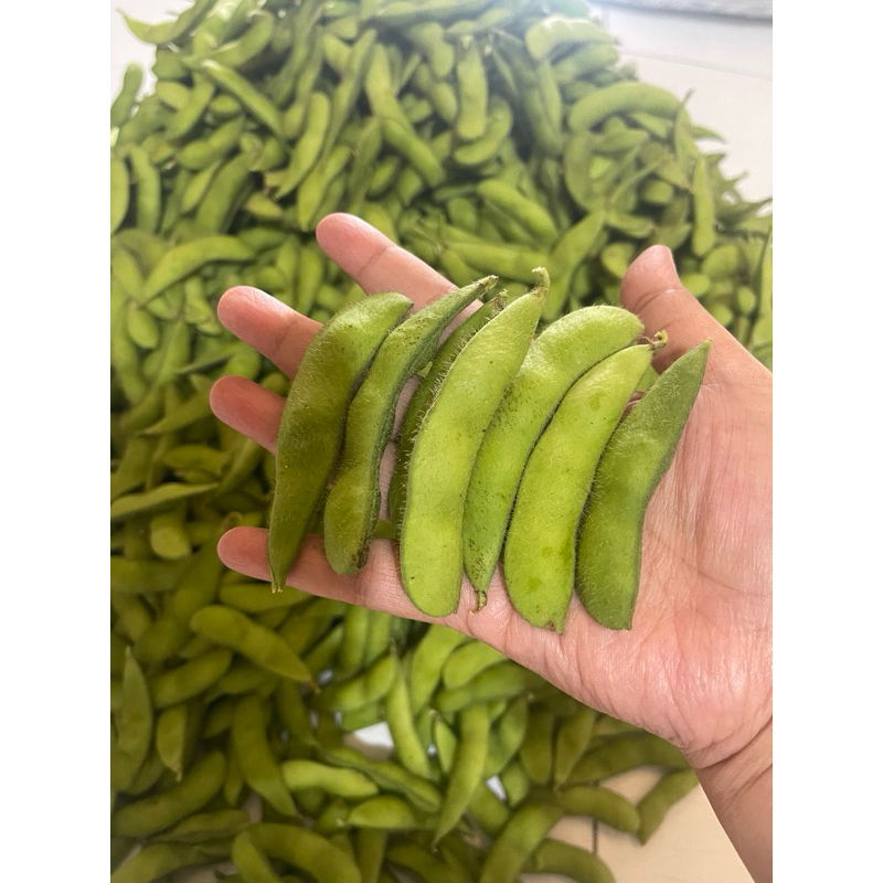 

Kacang Edamame Fresh/Kacang Kedele Jepang Super Premium quality