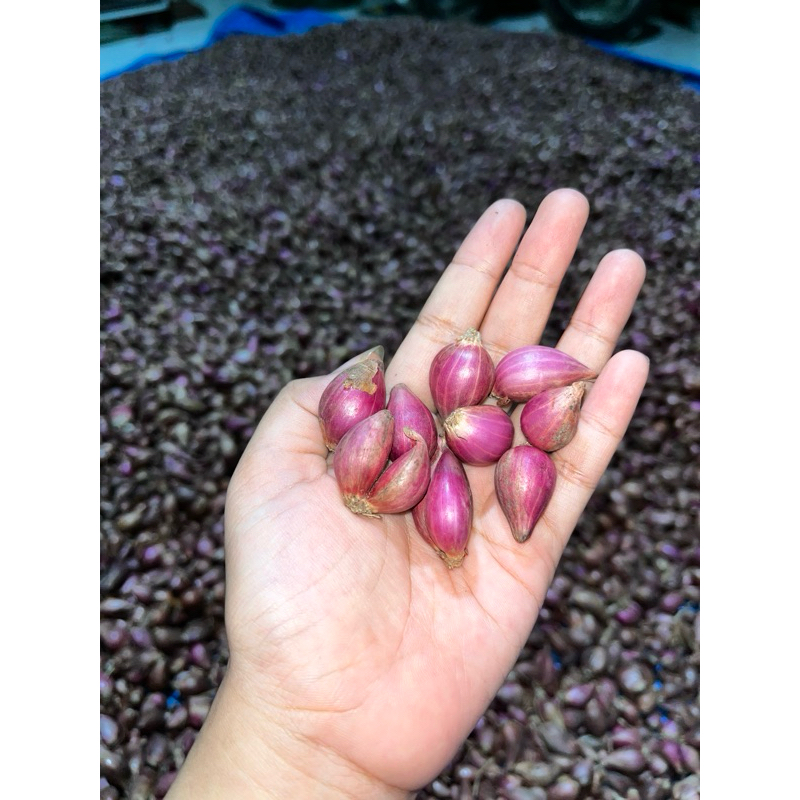 

Bawang Merah Brebes Asli Kecil Grosir dan Ecer