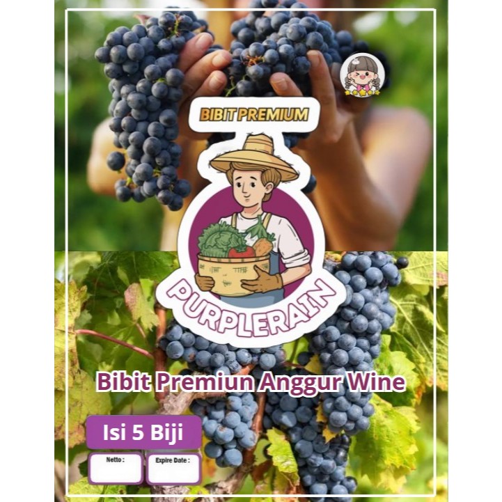 Bibit Premium Anggur Wine Grape|Benih Anggur Wine Grape|Bibit Anggur Hitam