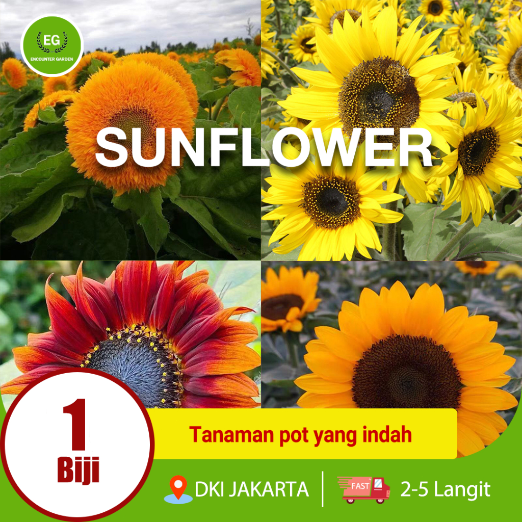 ( BIJI / BENIH ) Bunga SUNFLOWER BUNGA/bunga matahari MATAHARI BENIH