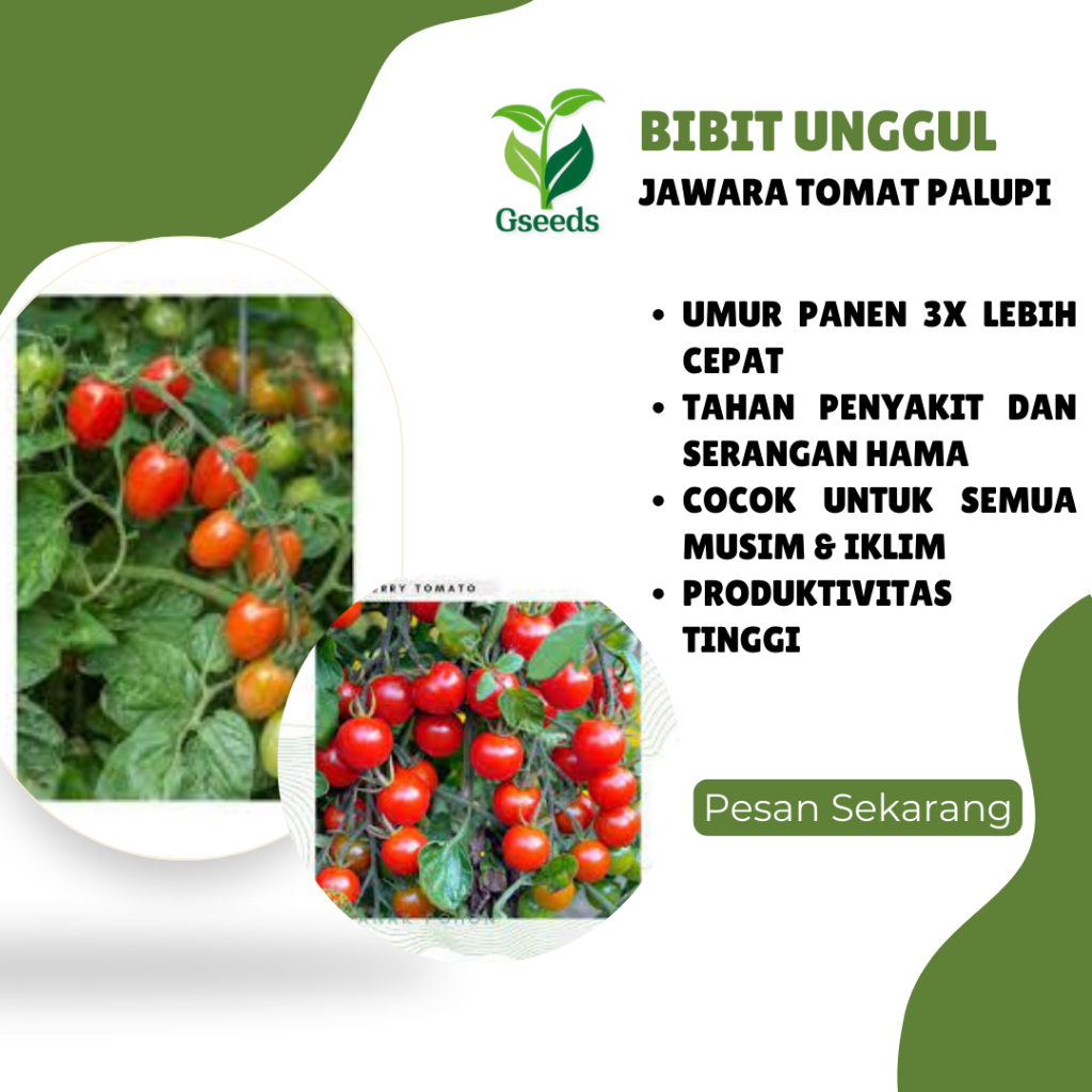 

Gseeds -/+ 40 Benih Tomat Sayur Merah Palupi Dataran Rendah Unggul Berkualitas - Bibit Tanaman SayuranBibit Unggul Jawara Tomat Palupi