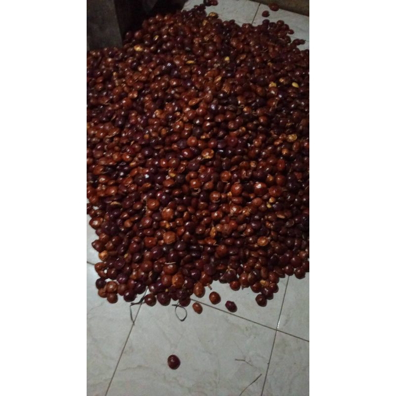 

jengkol tua pulen 1gk