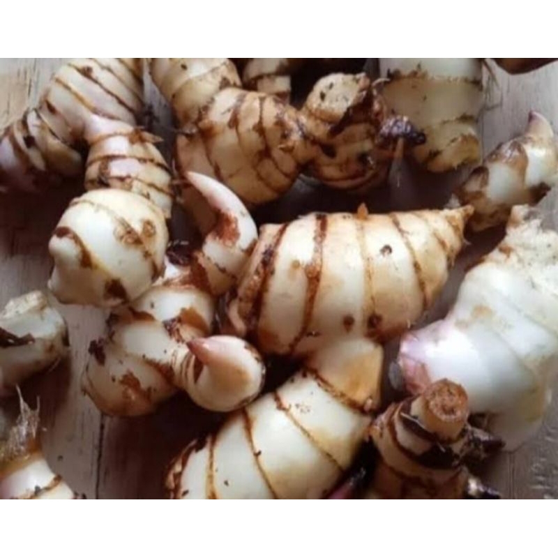 

Umbi ganyol putih segar 500 gram bisa untuk bibit
