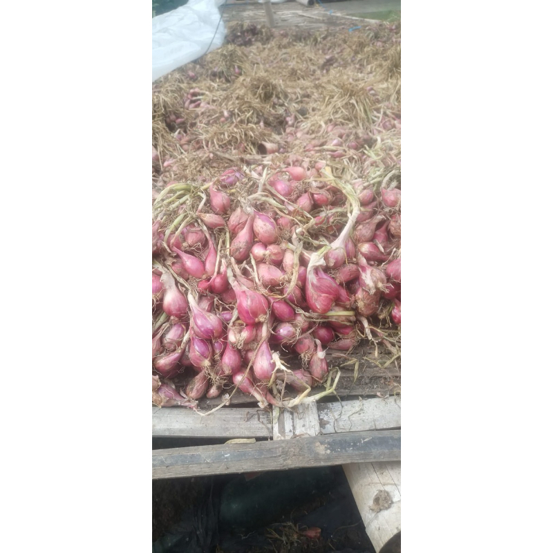 

Bawang Merah