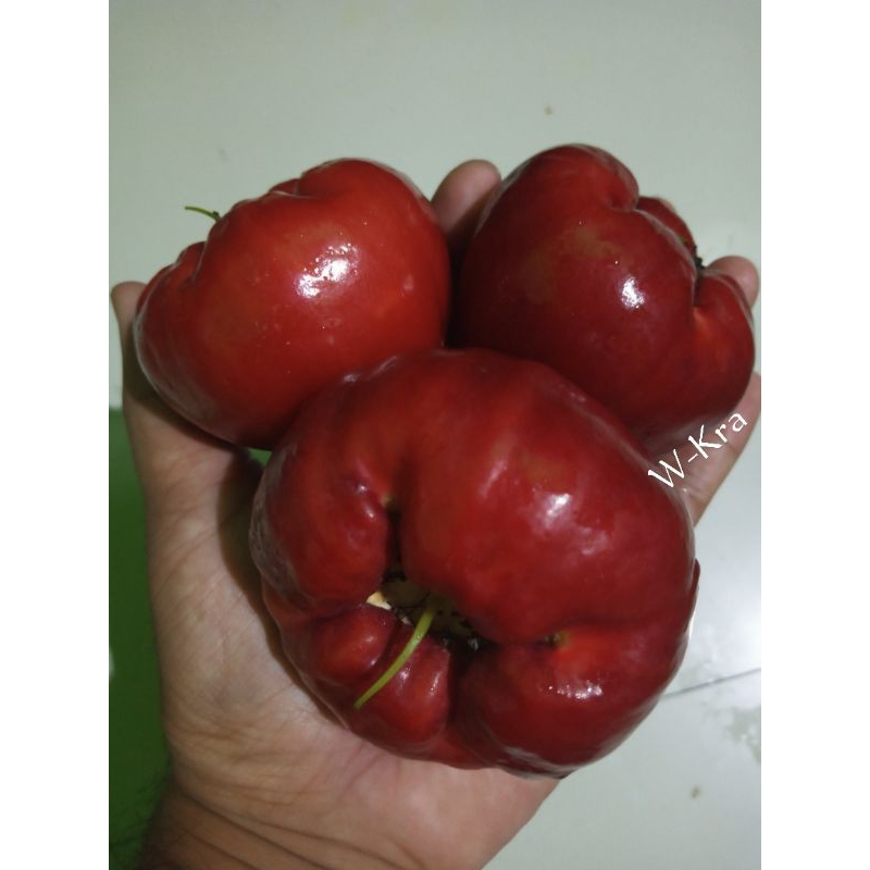 Bibit cangkok jambu red taiwan / black kingkong