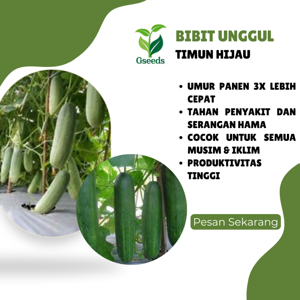 

Gseeds -/+ 25 Bibit Unggul Timun Hijau Neptun 25 | Timun Hijau NEPTUN Neptune Mentimun Garuda Seed Bibit Tanaman Sayuran Original Seribuan