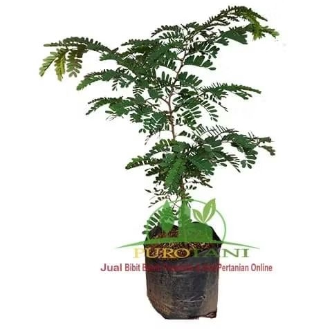 Bibit Asem Jawa Bahan Bonsai