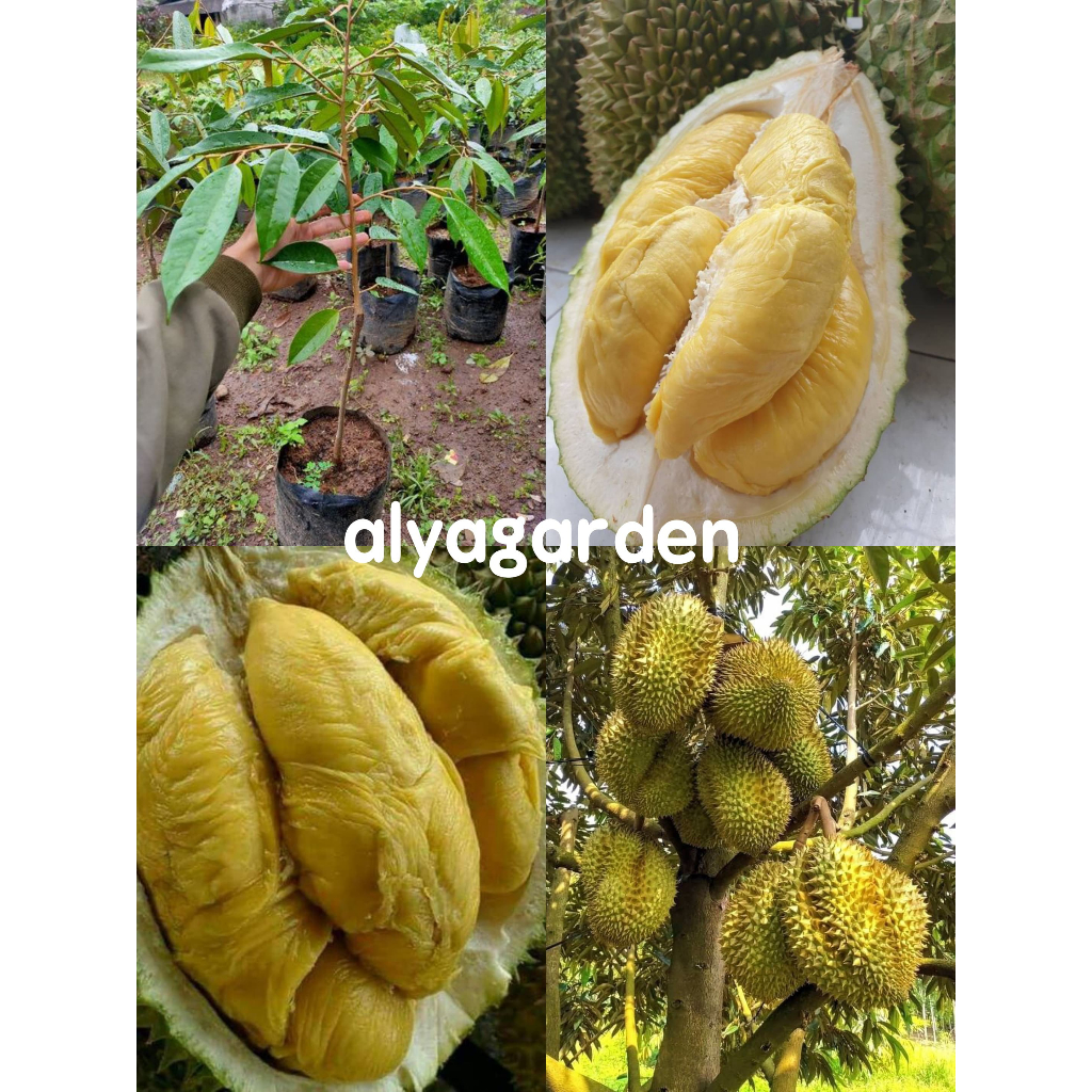 Bibit Durian Montong Batang Besar Siap Berbuah