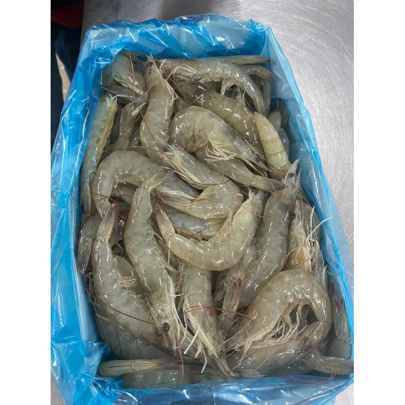 

Udang fresh ukuran Medium berat 250g