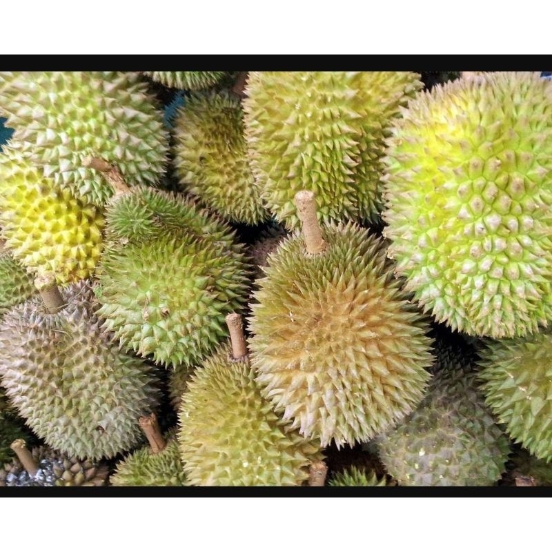 

DURIAN LOKAL DESA ENAK LEGIT MURAH