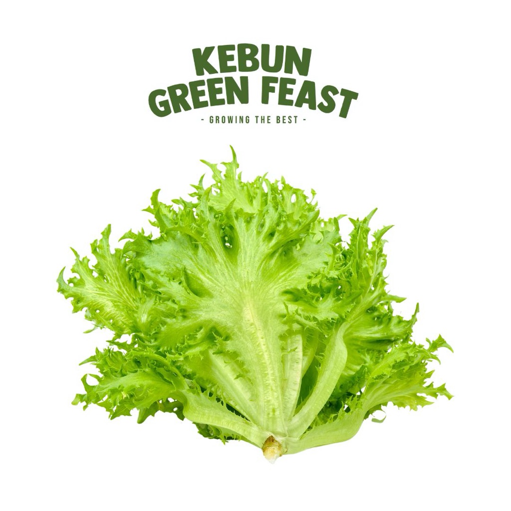 

Crispy Lettuce - Sayur Segar