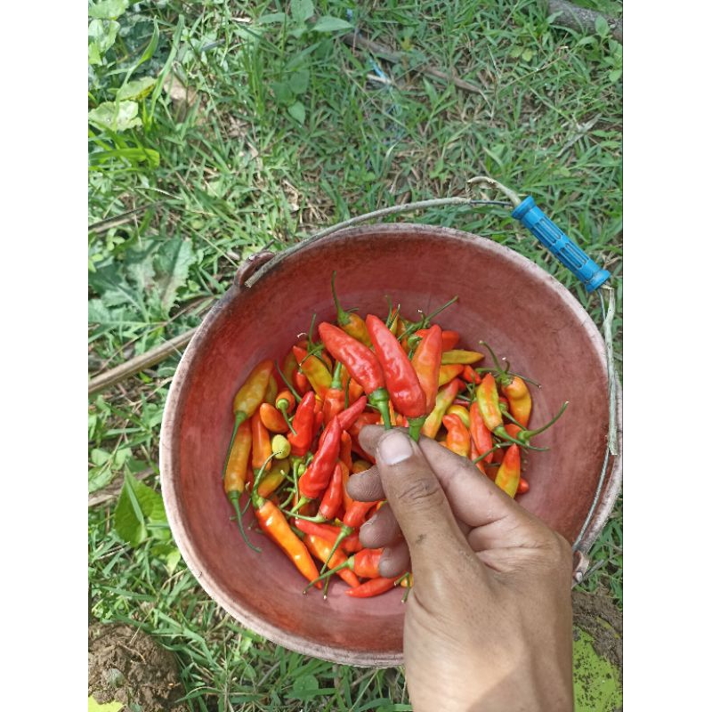 

cabe rawit segar fres 1kg cabai langsung petani