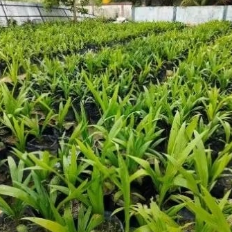 Bibit Unggul Kelapa Sawit Bersertifikat