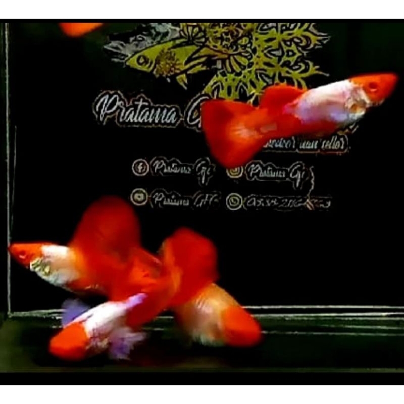 hiasan aquarium (Albino Platinum Koi)