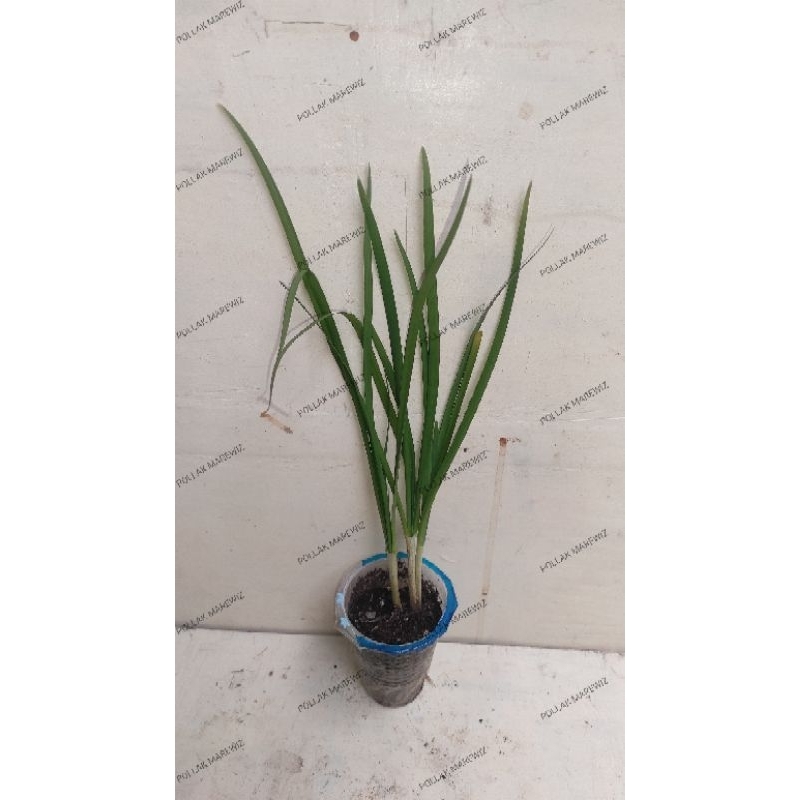 bibit kucai/bawang kucai/daun kucai