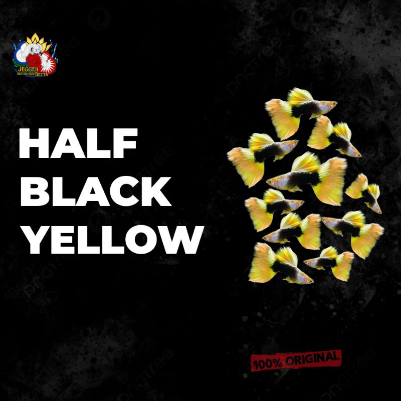 Stiker guppy HB yellow / pasangan aquarium