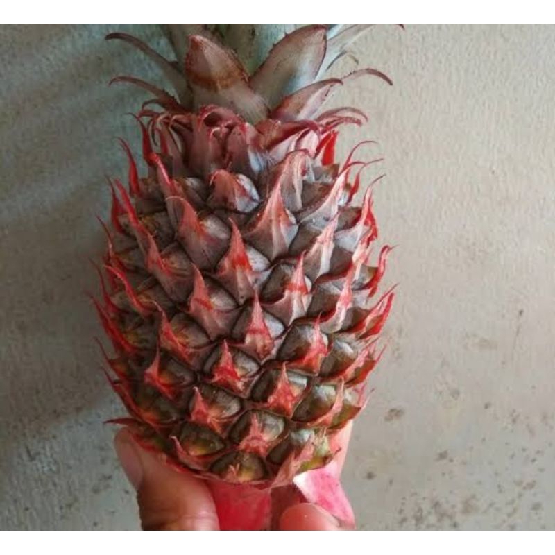 

buah nanas merah jawa segar presh
