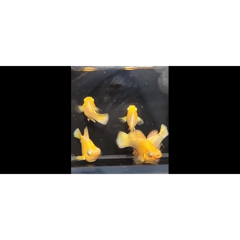 

molly balon gold roundtail