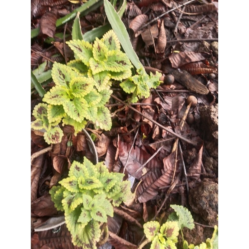 miana id ratu segoro