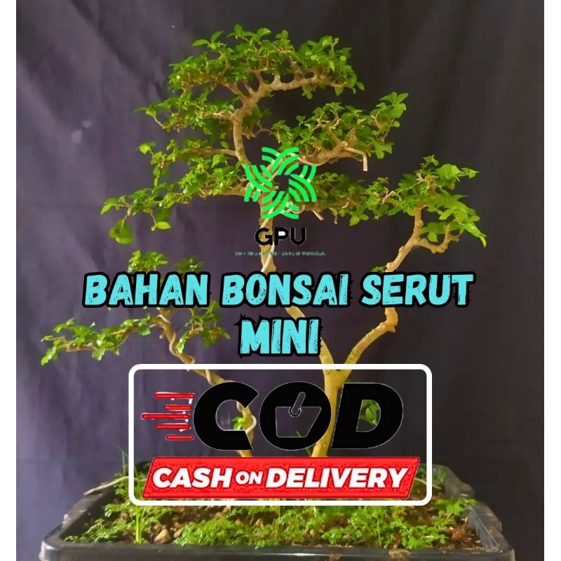 BONSAI SERUT BAHAN BONSAI SERUT MINI BERKUALITAS