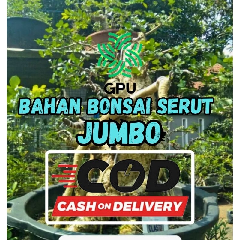 BAHAN BONSAI BONSAI SERUT JUMBO BERKUALITAS