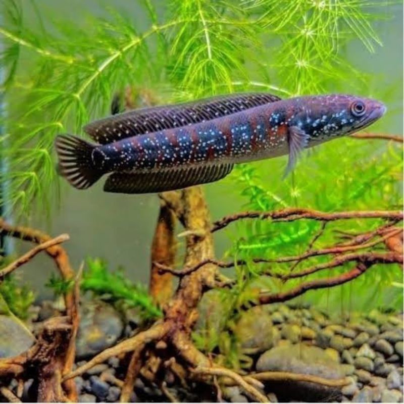 HIASAN AKUARIUM IKAN CANA ASIATICA KALI MAYA