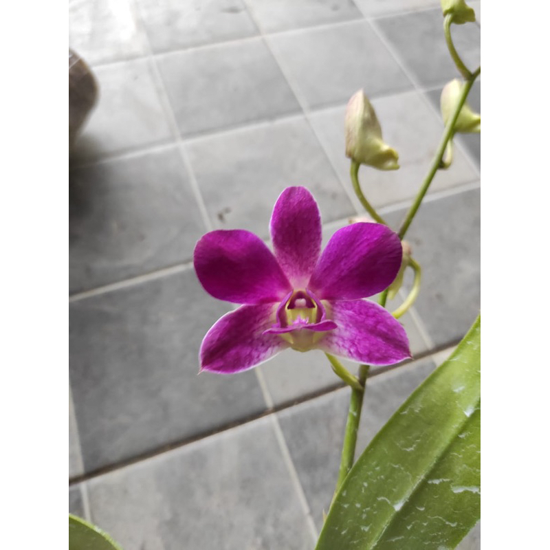Dendrobium Bulat Dewasa