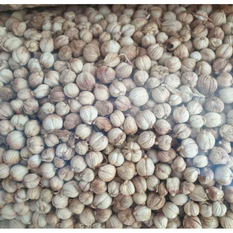 

Kapulaga kering True cardamom 250 gram