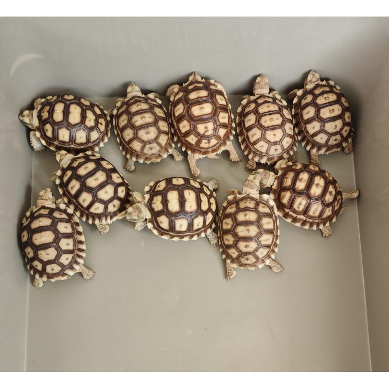 "MAINAN" Kura - Kura Darat Sulcata Baby Size 6cm-6.5cm Sehat Lucu
