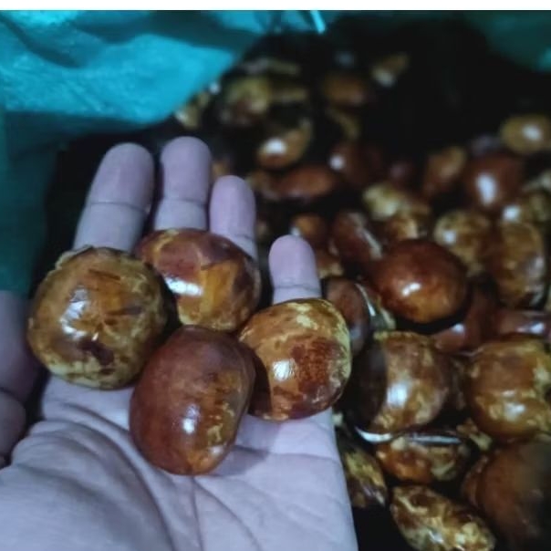 

JENGKOL JRING MENTAH SEGAR DAN PULEN 500 GRAM