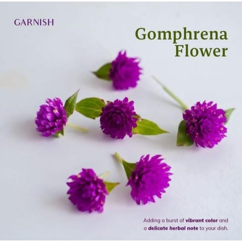 

Gomphrena