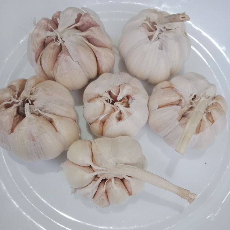 

bawang putih sinco 1kg