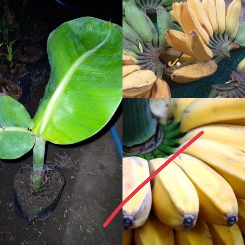 bibit pisang kepok merah