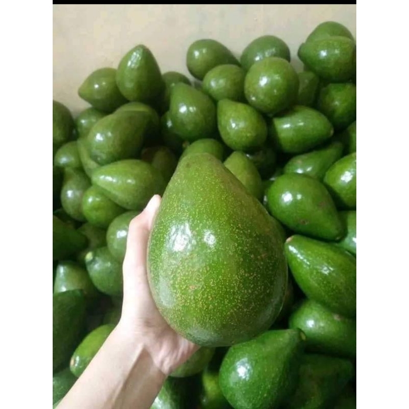 

alpukat mentega khas bogor isi 1kg