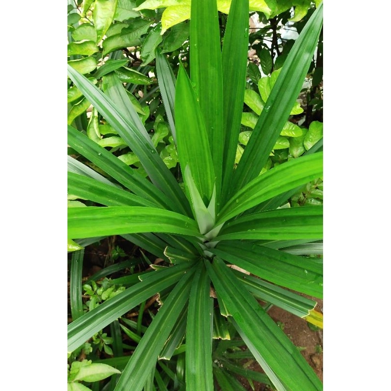 

Daun Pandan segar 10 lembar | daun pandan fresh dipetik ketika ada orderan